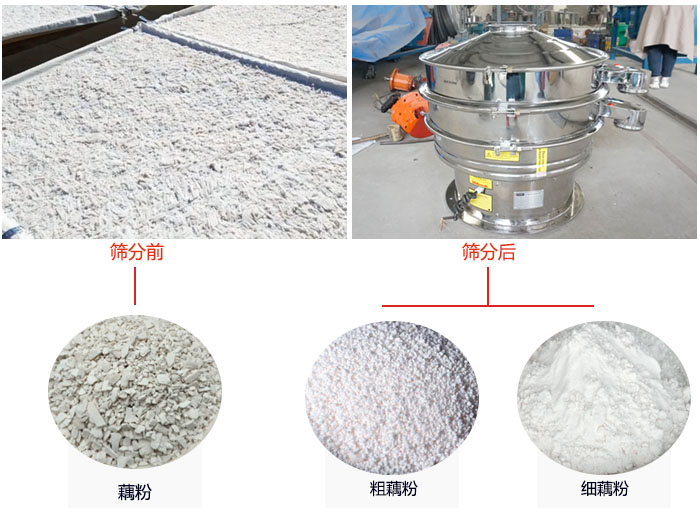 蓮藕淀粉曬干,采用304不銹鋼材質(zhì)藕粉振動篩篩分后前后對比效果圖展示。