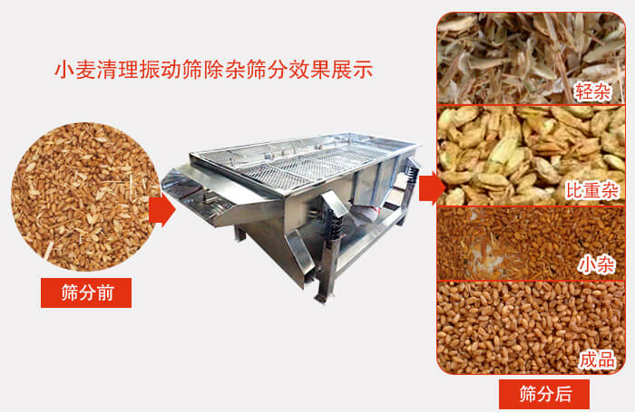 小麥清理振動篩小麥篩分效果展示圖可同時篩分出輕雜，比重雜，小雜，成品等四個等級。